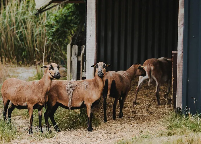 Urlaub Im Alten Kutscherhaus *